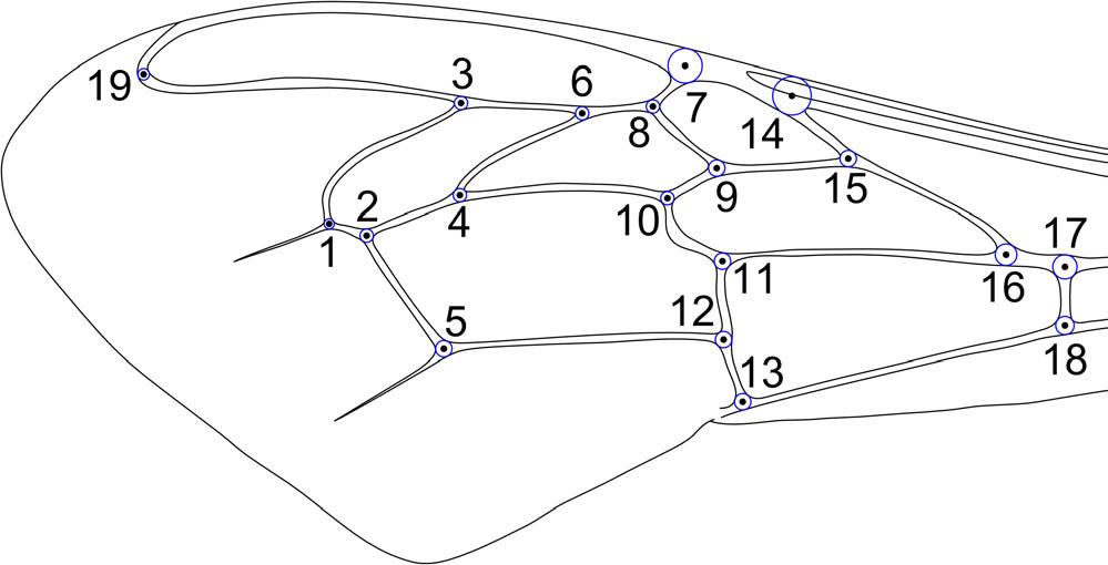 Schematic of forewing of honey bee worker with landmarks marked as black dots and numbers.