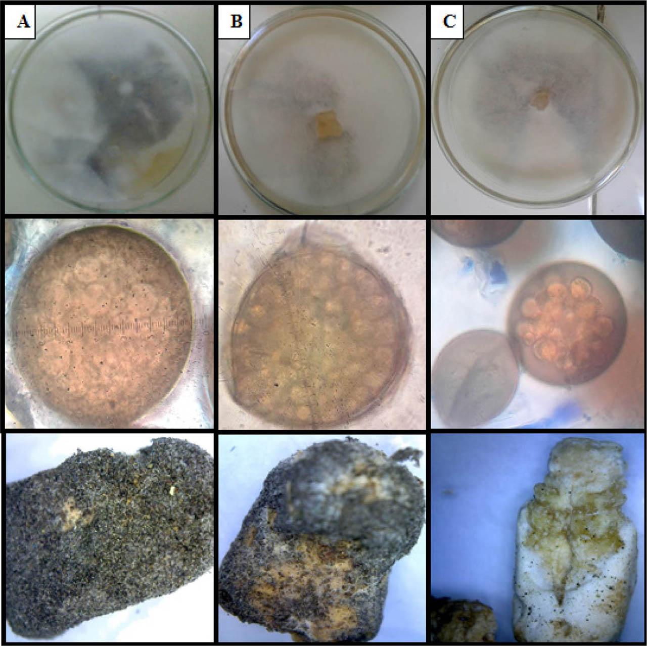 Macroscopic and microscopic observation in MY20 culture medium.A) Growth and sporulation of A. apis strain PMIS (Misiones), sporocyst observed at 100X and mummified larvae observed at 10X.B) Growth and sporulation of A. apis strain PJUY (Jujuy), sporocyst observed at 100X and mummified larvae observed at 10X.C) Growth and sporulation of A. apis strain PER (Entre Ríos), sporocyst observed at 40X and mummified larvae observed at 10X (without sporocyst).