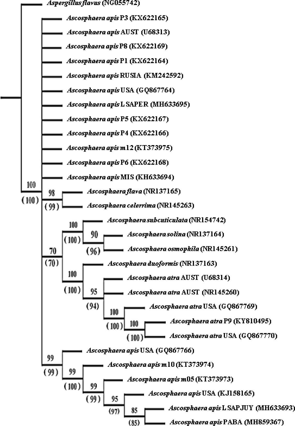 Phylogenetic relationship of A. apis strains. The tree was carried out using 1000 replications and bootstrap and jackknife parsimony. The numbers in parentheses correspond to the jackknife support.