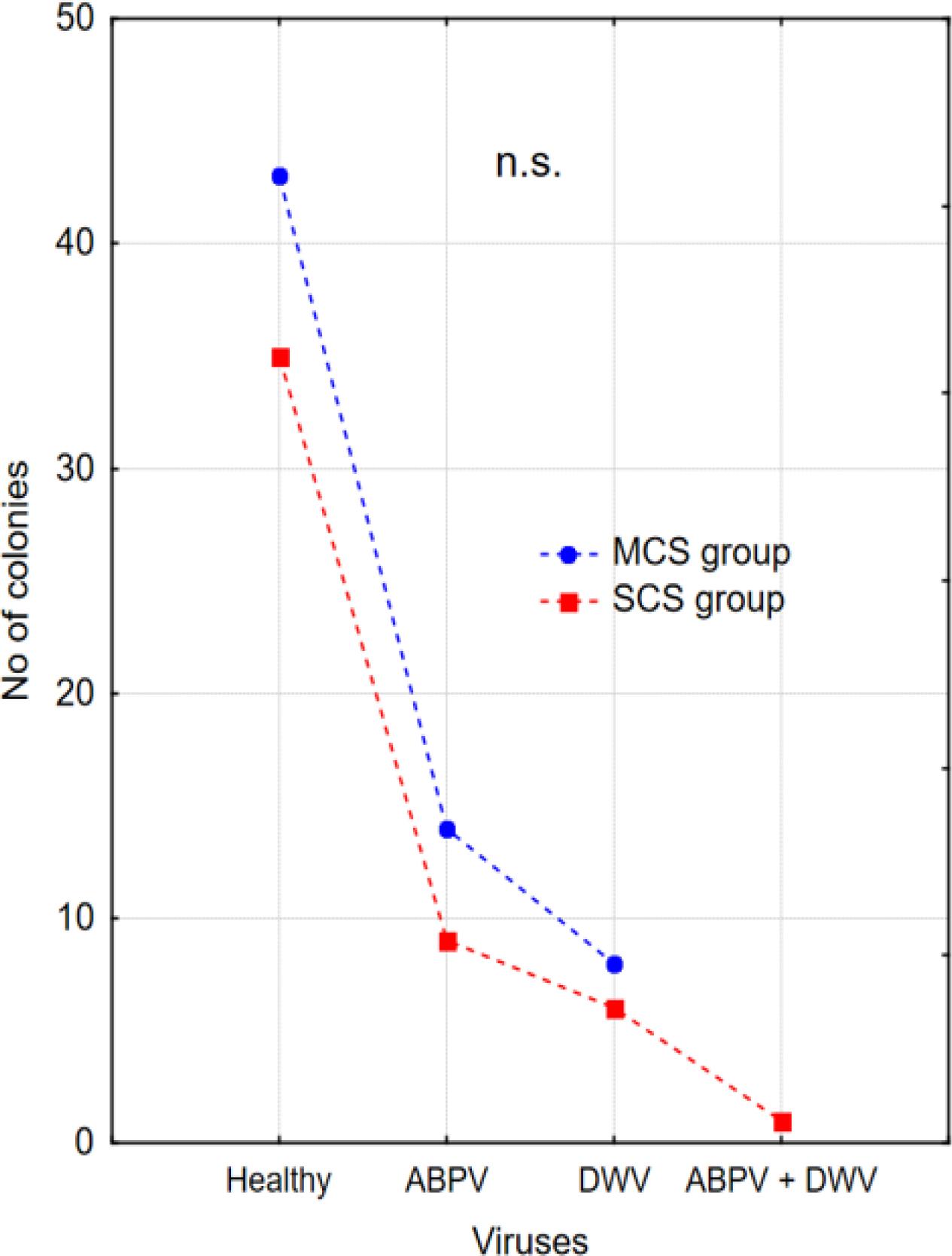Number of healthy colonies and infected with ABPV and DWV in the different experimental groups, n.s. - not significant