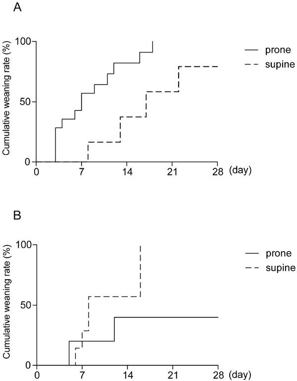 Comparison of weaning rates from mechanical ventilation between the prone and supine ventilation groups in patients with DLA findings (A) and GGO findings (B) on CT scan. Cumulative weaning rate from mechanical ventilation in each group was compared using the log-rank test. DLA: dorsal lung atelectasis; GGO: ground glass opacification; CT: computed tomography