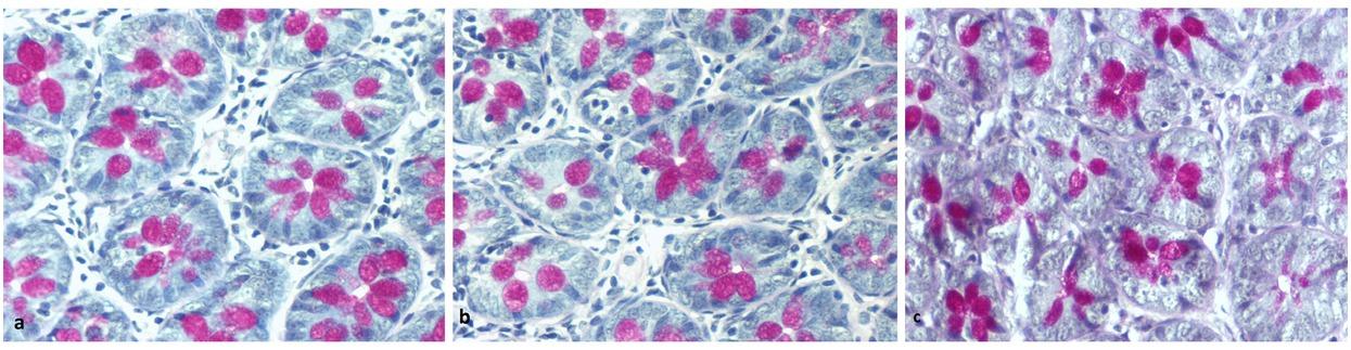 Mucin containing mucosal Goblet Cells in histologic sections of the ascending colon, presenting as pink flower petals. Periodic acid–Schiff (PAS) X 200. a. after pre-treatment with CMG, b. after pre-treatment with Omeprazole and c. in the control group.