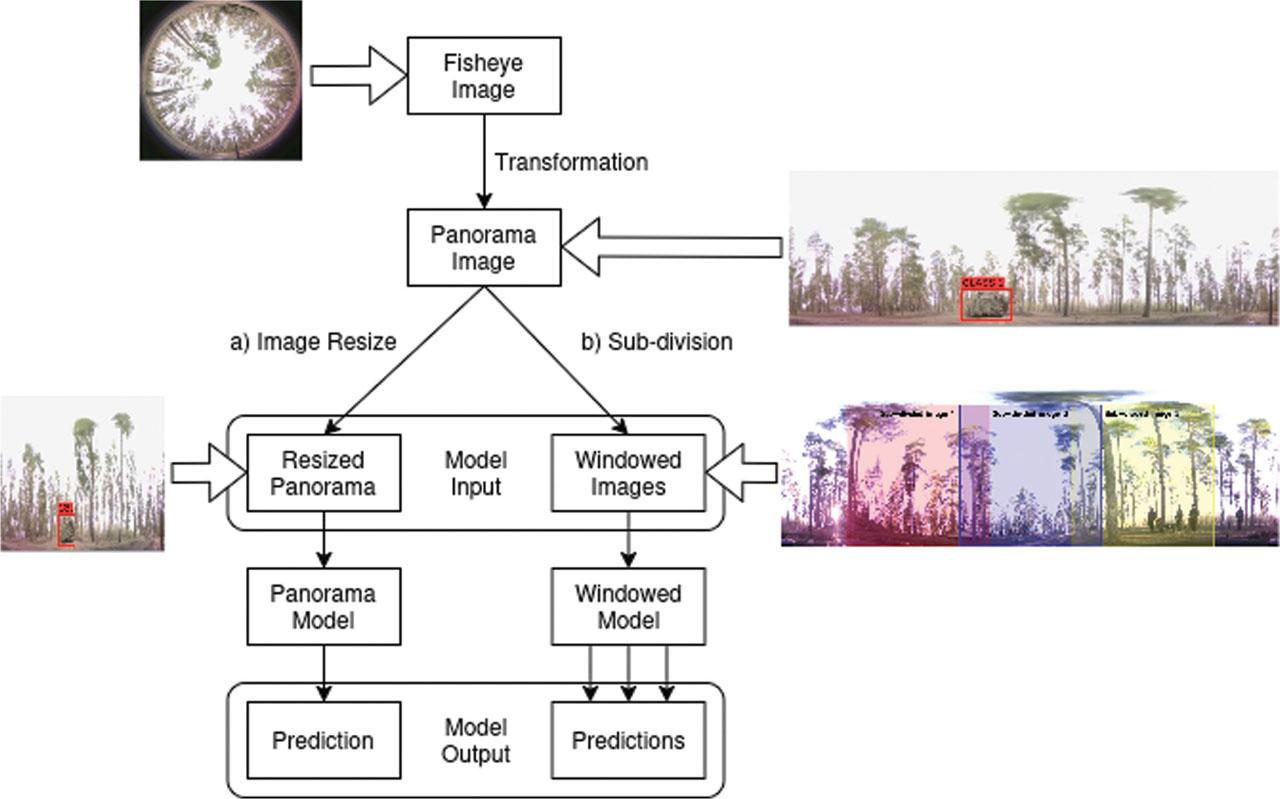 Detection framework for converting fisheye images into a panoramic format, followed by model-based inference using one of two alternative configurations. After transformation, the panorama image can either be (a) resized and passed through a Panorama Model for full-image detection, or (b) subdivided into fixed-size windows and processed by a Windowed Model for localised detection. Arrows indicate sequential data flow from image input to prediction output.