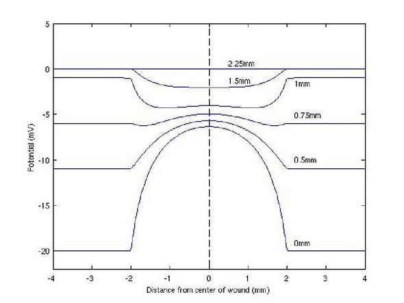 Calculated wound potential at different probing depths for a wound 2 mm deep with 2 mm radius. The different curves represent different probing depths (see curve legend), starting from the skin surface (bottom curve) going deeper into the wound. Notice the change in curvature, from convex to concave as we go from a region dominated by the upper epidermis charges to the region dominated by the lower epidermis charges. For an intermediate range of depths we have a more intricate signature related to the high dielectric screening in the dermis.
