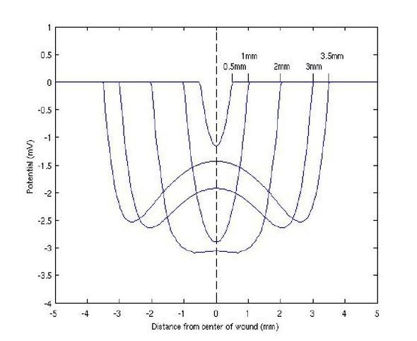 Calculated potential for wounds of different sizes at a constant probing depth of 1.25 mm. The wound depth is in all cases 2 mm (Figure 2). We go from a 0.5 mm radius (narrow wound) to a 3.5 mm radius (wide) wound. Notice that we can reproduce the experimentally found local potential maximum in the center for wider wounds appearing approximately when the radius exceeds the depth.