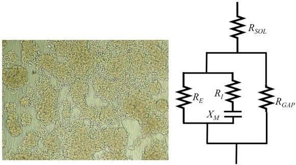 Micrograph of a non-confluent transwell membrane (left) and the proposed equivalent electrical circuit (right) for the EndOhm device with the transwells in situ. RSOL represents the solution resistance above and below the transwell membrane. RGAP represents the areas of the transwell on which no cells have grown. The pathway through the cells is represented by the conventional Cole model.
