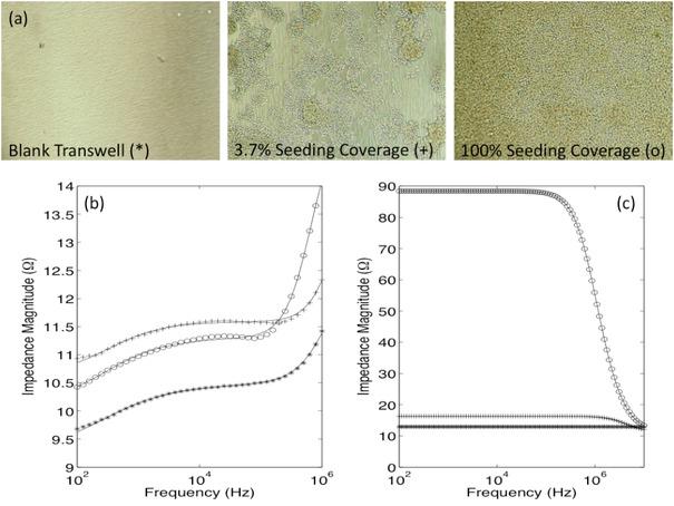 Micrographs of three transwell membranes show differences in the final patterns of cell coverage (a). Acquired impedance spectra for these transwells are shown in (b). The solid lines depict the result of fitting this data to the cellular model with parallel conductance. The extracted impedance spectra from within the rig are shown in (c). The characteristic !-dispersion of the cells becomes visible and is more pronounced for the most densely seeded transwell (-o-).