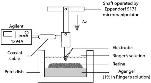 Experimental apparatus consisted of (i) an Eppendorf 5171 micromanipulator that displaces the microprobe vertically (z-axis) in steps of 10μm, (ii) an Agilent 4294A impedance analyser for recording impedance/phase spectra for each probed retinal depth. (iii) a plastic petri-dish containing the isolated retinal slice placed on a block of Agar gel (1% in Ringer’s solution) submerged in Ringer’s solution.