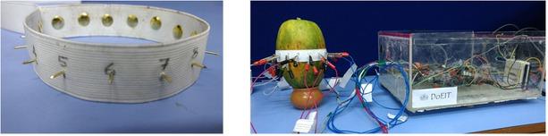 (a) Modified electrode interface (b) Papaya under test with electrodes attached.