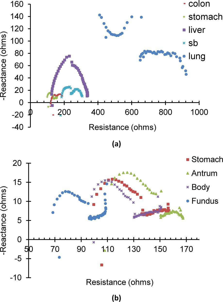 Nyquist plots for EIS measurements. (a) Comparison between all measured tissue types: colon, liver, small bowel, lung, and aggregate stomach. (b) Comparison between just stomach segments (fundus, body, antrum) and all stomach data taken as an aggregate.