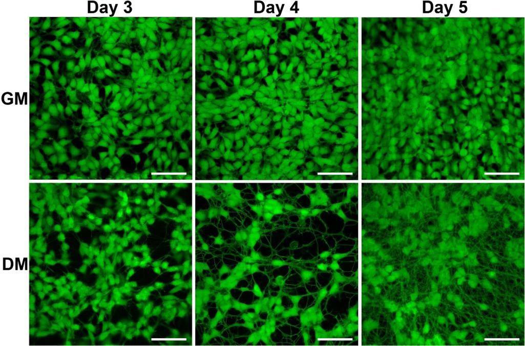 Fluorescence microscopy images of live stained (Calcein AM) LUHMES cells in growth medium (GM) and differentiation medium (DM). Initial cell density 60,000 cells/cm2. Time in days after cell seeding. (Scale bars: 50 μm).