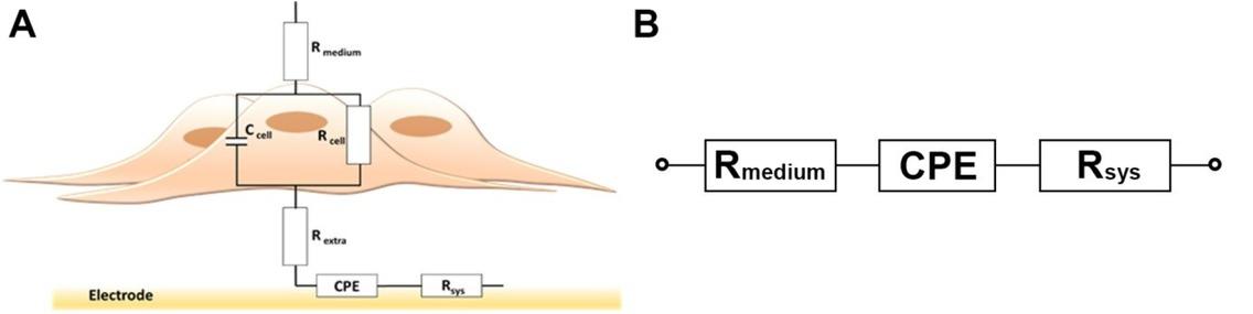 Equivalent circuit models for analysis of impedance spectra acquired A) in the presence and B) in the absence of cells. (Cell specific parameters: Rextra, Rcell, Ccell). For detailed description of the components, see the text.