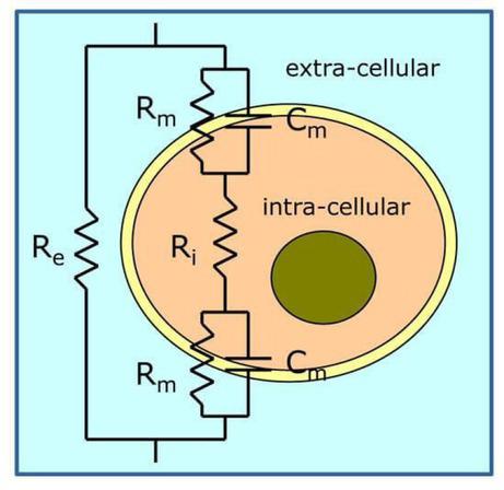The equivalent electrical circuit model for tissues.