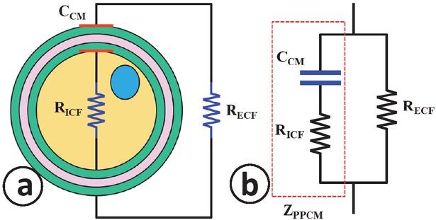 Equivalent electrical circuit modeling of animal cells. (a) An isolated animal cell and the electrical equivalence of the intracellular fluids (ICF), extracellular fluids (ECF) and the cell membrane (CM). (b) An equivalent electrical circuit model of an isolated animal cell surrounded by ECF.