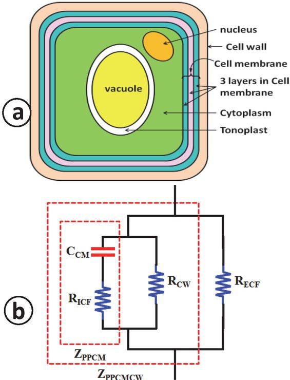 Equivalent electrical circuit modeling of plant cells. (a) The anatomy of an isolated plant cell showing intracellular fluids (ICF), extracellular fluids (ECF), the cell membrane (CM) and cell wall (CW). (b) An equivalent electrical circuit model of an isolated plant cell without considering tonoplast capacitance.
