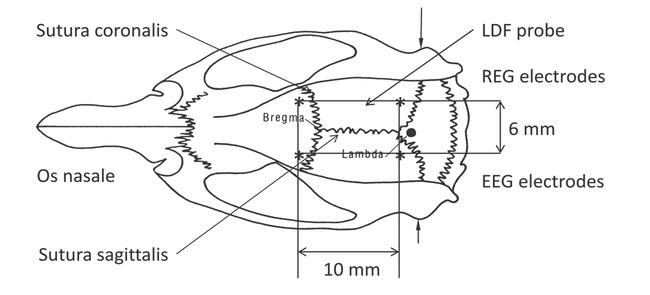 Anatomical positions of REG, EEG electrodes and LDF probe are shown implanted in a rat skull (dorsal view). Standard orientation points in rat neurophysiology: bregma and lambda points and sutura between bones.