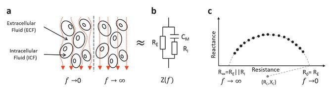Principles of bioimpedance spectroscopy. (a) Flow of electrical current through biological tissue: low-frequency currents (f→0) flow around the cells through the extracellular fluid while high-frequency currents (f→∞) penetrate the cell membranes and flow through intracellular and extracellular fluid. (b) Simplified electrical circuit of the tissue bioimpedance consisting of two resistors and a capacitor accounting for the resistances of extracellular (RE) and intracellular (RI) fluids, and the capacitance of cell membranes (CM), respectively. (c) Qualitative representation of bioimpedance spectroscopy measurement points (Z(f)) in the complex bioimpedance plane, the corresponding circular arc centered in (RC,XC), and the extrapolated values at low frequencies (f→0, Z(f)=R0 = RE) and high frequencies (f→∞, Z(f)=R∞ = Rg ∥ RI) according to the Cole model.