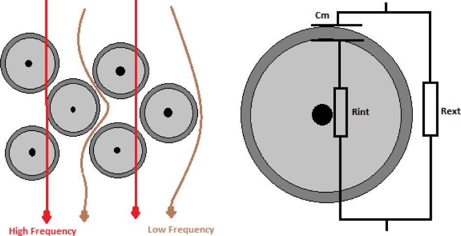 Paths of high and low frequency currents in a biological tissue.
