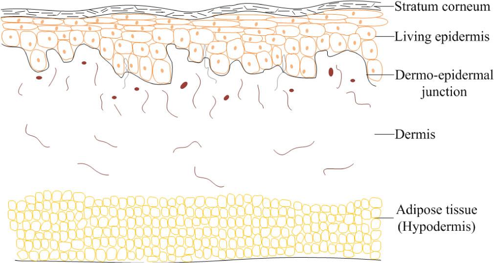 Schematic of skin layers.