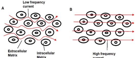 Flow of electrical current through biological tissue: A) At lower frequencies, current flows between the cells and through the extracellular fluid, B) At high frequencies, current penetrates the cell membranes and flows through intracellular and extracellular fluid.