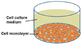 Schematic representation of the 2D cell culture where cells are seeded as individual cell into a cell culture dish.