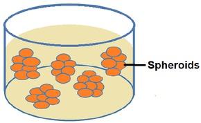 Schematic representation of a scaffold free 3D cell culture in the form of spheroids.