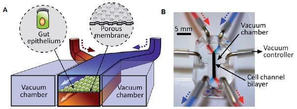 A) Organ on chip device showing an extra cellular matrix (ECM) coated flexible porous membrane with epithelial cells through the middle of the central microchannel and vacuum chambers on both sides; B) Picture of the organ on a chip device (directions indicated by arrows visualize perfusion of the red and blue dyes). Copied with permission (78).