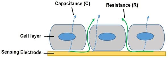 A schematic drawing of an Electric Cell Substrate Impedance Sensing system (ECIS): The insulating membranes of the cells attached to the sensing electrode, cause capacitance (C) by constraining the current and force the current to flow beneath and between the cells which causes resistance (R), therefore in ECIS both the capacitance and resistance contribute to the measured impedance