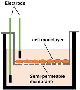 Schematic of Trans Endothelial Electrical Resistance (TEER) measurement system with chopstick electrodes.
