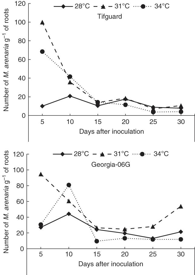 Mean number of Meloidogyne arenaria in roots of Tifguard and Georgia-06G at 5-day intervals over a 30-day period in Experiment 1.