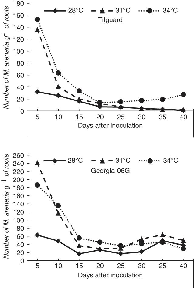 Mean number of Meloidogyne arenaria in roots of Tifguard and Georgia-06G at 5-day intervals over a 40-day period in Experiment 2.