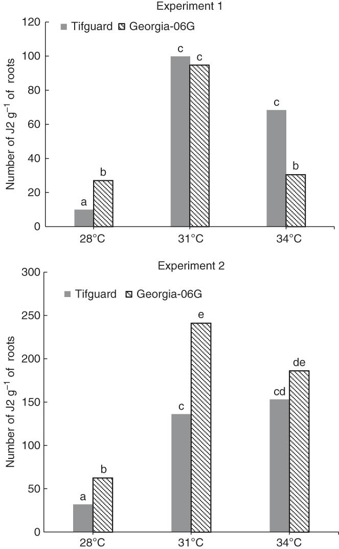 Number of second-stage juveniles (J2) per gram of root system of the resistant cultivar Tifguard and the susceptible cultivar Georgia-06G 5 days after inoculation in Experiments 1 and 2. Different letters over bars from the same experiment indicate significant differences at P ≤ 0.05.