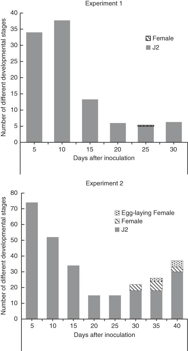 Number of Meloidogyne arenaria second-stage juveniles (J2) and females 30 days after inoculation (Experiment 1), and J2, females, and egg-laying females 40 days after inoculation (Experiment 2) on Tifguard .