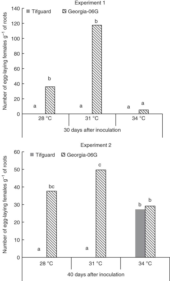 Number of egg-laying females per gram of roots of the resistant cultivar Tifguard and susceptible cultivar Georgia-06G at 30 or 40 days after inoculation in Experiments 1 and 2, respectively. Bars followed by different letters from the same experiment indicate significant differences at P ≤ 0.05.