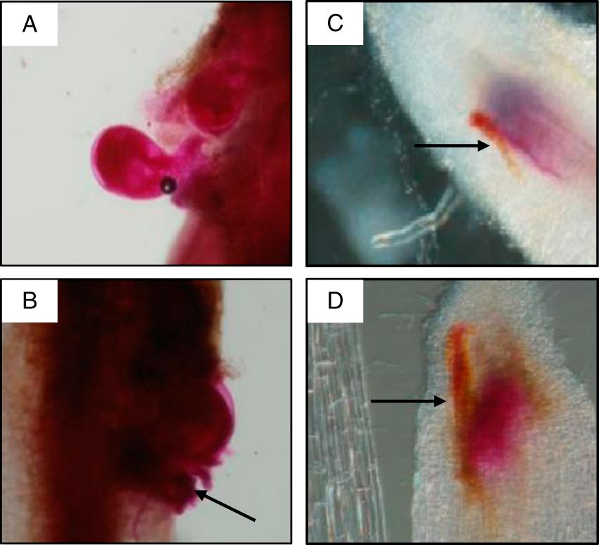Mature egg-laying females and necrotic lesions formed around Meloidogyne arenaria infection sites in Tifguard roots. A. Mature females at 35 days after inoculation (DAI) at 34°C; B. Egg-laying female at 40 DAI at 34°C (arrow points to egg mass); C. Arrow points to necrotic lesion at 5 DAI; D. Arrow points to necrotic lesion at 40 DAI.