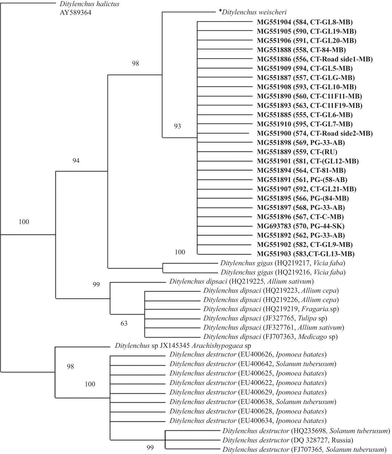 Phylogenetic relationships of Ditylenchus weischeri with related Ditylenchus species from the LSU D2D3 28S rDNA using MrBayes 3.2.6. jModelTest 2.1.7, and the Akaike Information Criterion were used to select GTR+I as the best model (−lnL = 2342.5725; gamma shape = 4.2350; K=102; G = 0.3040; R = 0.7030) and the figure created using Tree View 1.6.6. Posterior probability support values are given above the branches. Sequences generated in this study are given in bold. aSequence deposited in GenBank by Douda et al. (2013).