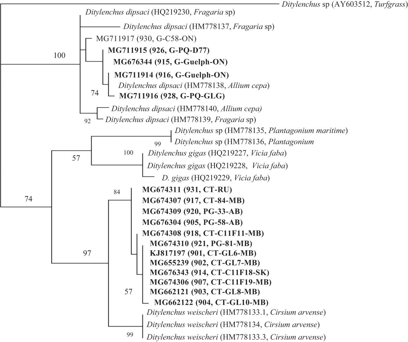 Phylogenetic relationships of Ditylenchus weischeri with related Ditylenchus species using MrBayes 3.2.6. jModelTest 2.1.7, and the Akaike Information Criterion were used to select HKY + G as the best models (−ln L = 917.5224; gamma shape = 0.5040; K = 63; G = 0.2154) and figure created using Tree View 1.6.6. Posterior probability support values are given above the branches. Sequences generated in this study are given in bold.