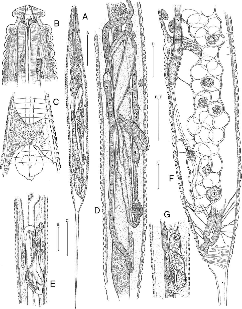 Stauratostoma shelleyi n. gen., n. sp. A, Habitus, lateral view. B, Anterior end, lateral view. C, Secretory-excretory system region, ventral view. D, Reproductive system of non-gravid female, right-side lateral view; intestinal detail provided only for anterior and posterior parts. E, Developing reproductive system of presumed fourth-stage juvenile. F, Posterior region of reproductive system of older gravid female, left-side lateral view; only the posterior end of the digestive system is illustrated. G, Posteriormost portion of posterior gonad of younger female with eggs in single file. Scales: A = 200 μm; B, E, F = 50 μm; C, D, G = 100 μm.