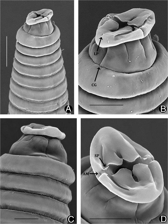 Stauratostoma shelleyi n. gen., n. sp., scanning electron microscope. A, Anterior region, sublateral view. B, Enlargement of 2A, showing lateral labial pit or depression (LP), complete dorsal or ventral groove (CG) and sublateral and lateral incomplete grooves. C, Dorsal or ventral view showing complete groove and reticulated surface between lobes and labial disc. D, Labial disc with amphid aperture (AM) and associated spine (SP). Scales: A = 20 μm; B–D = 10 μm.