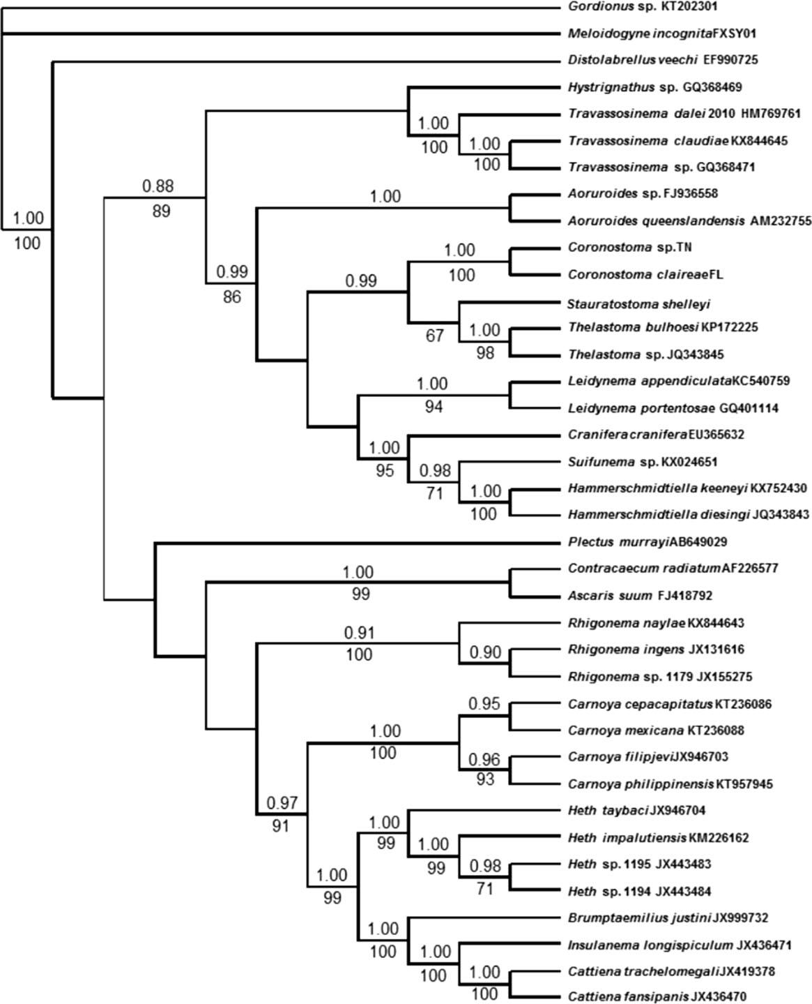Molecular tree of millipede-parasitic nematodes based on partial 28S rDNA analysis. Stauratostoma shelleyi is shown as the sister group to Thelastoma spp. Posterior probabilities are shown above the nodes and bootstrap values are below the nodes.