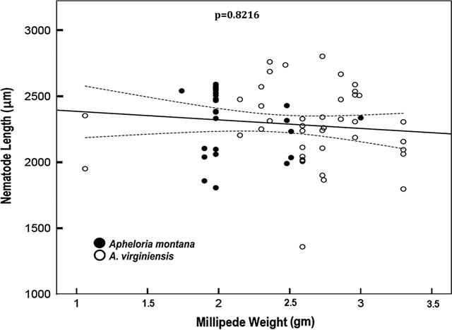 Correlation of nematode length and millipede weight for two Apheloria spp., 95% confidence limits shown.