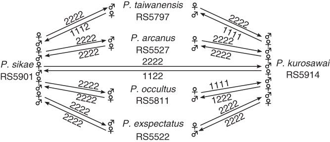 Results of reciprocal mating experiments between gonochoristic species of the pacificus species-complex sensu stricto. Numbers indicate the results of four replications of mating experiments. Production of no F1 progeny is indicated as ‘1’, whereas formation of viable sterile F1 progeny is indicated as ‘2’.