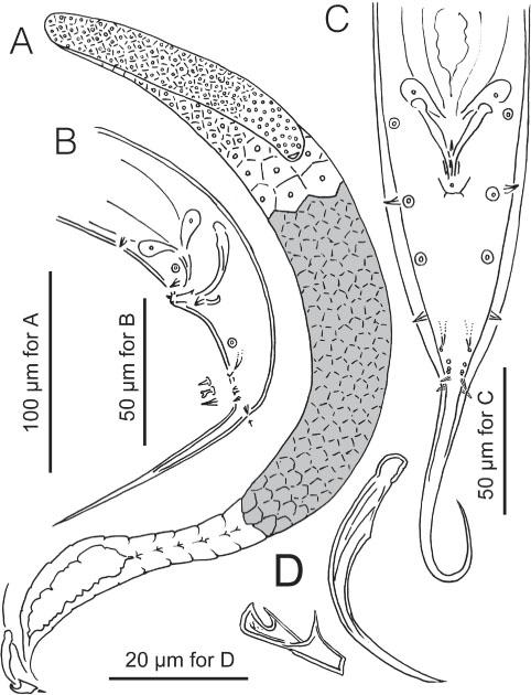 Adult male of Pristionchus sikae sp. n. Drawings are of live specimens (non-types) from temporary mounts. A, Gonadal system in right lateral view. B, Tail region in left lateral view with schematic drawings of distal ventral triplet papillae. C, Tail region in ventral view. D, Spicule and gubernaculum in right lateral view.