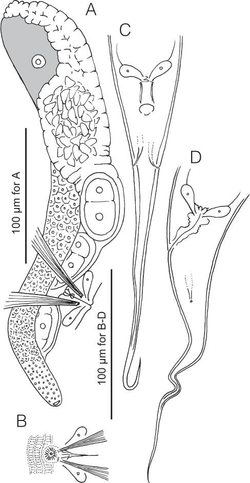 Adult female of Pristionchus sikae sp. n. Drawings are of live specimens (non-types) from temporary mounts. A, Gonadal system in right lateral view. B, Vulval region in ventral view. C, Tail region in ventral view. D, Tail region in left lateral view.