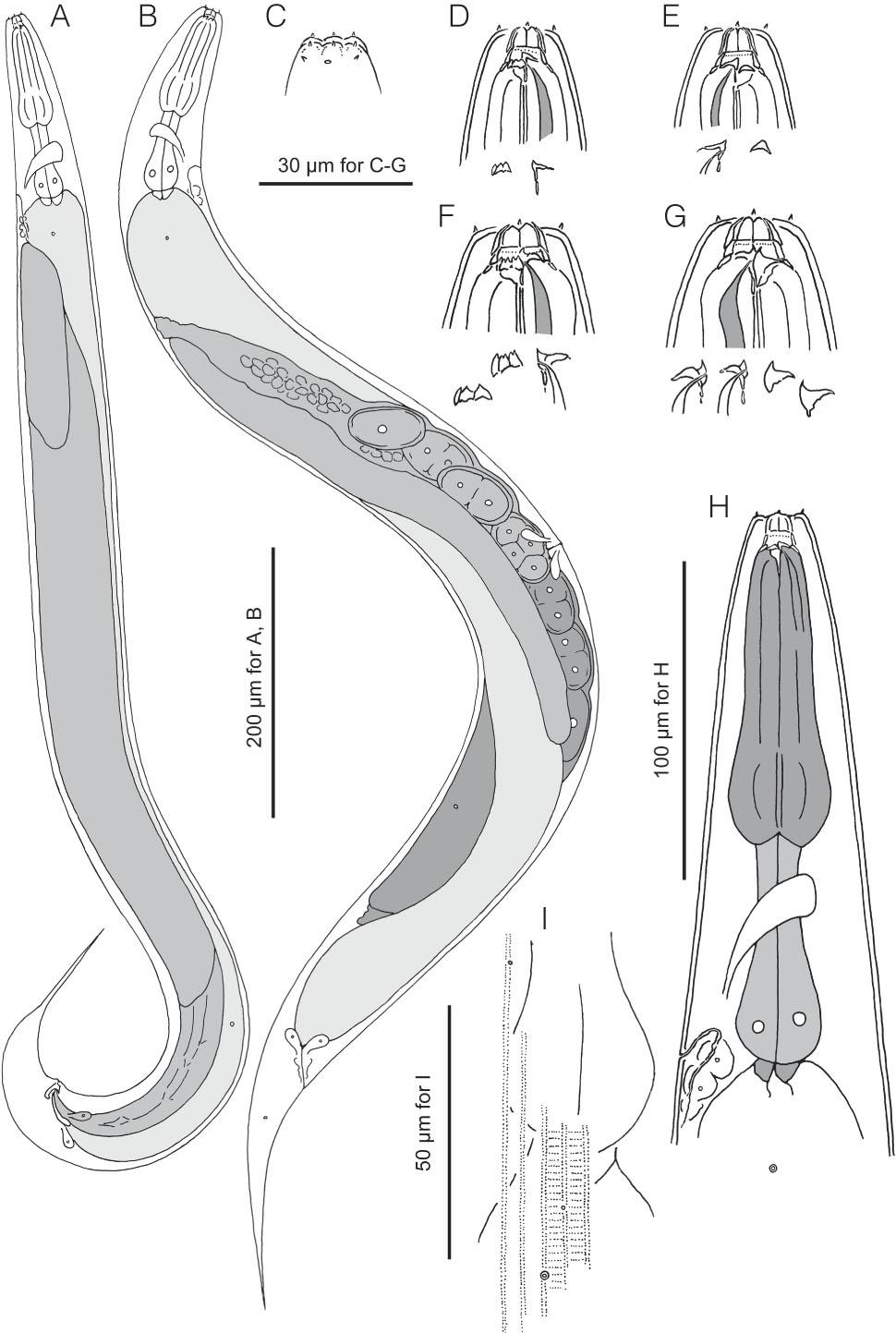 Male Pristionchus kurosawai sp. n. Drawings are of live specimens (non-types) from temporary mounts. A, Stenostomatous male in left lateral view. B, Stenostomatous female in right lateral view. C, Anterior end of stenostomatous male in left lateral view. D, Stomatal region of stenostomatous male in left lateral view; below (from left to right) are left subventral ridge and dorsal tooth. E, Stomatal region of stenostomatous male in right lateral view; below are dorsal tooth and right subventral denticle. F, Stomatal region of eurystomatous female in left lateral view; below are left subventral ridge and dorsal tooth. G, Stomatal region of eurystomatous female in right lateral view; below are dorsal tooth and right subventral tooth. H, Anterior region of stenostomatous female in left lateral view. I, Body surface showing longitudial striations, annulations and relative position of deirid and lateral glands.