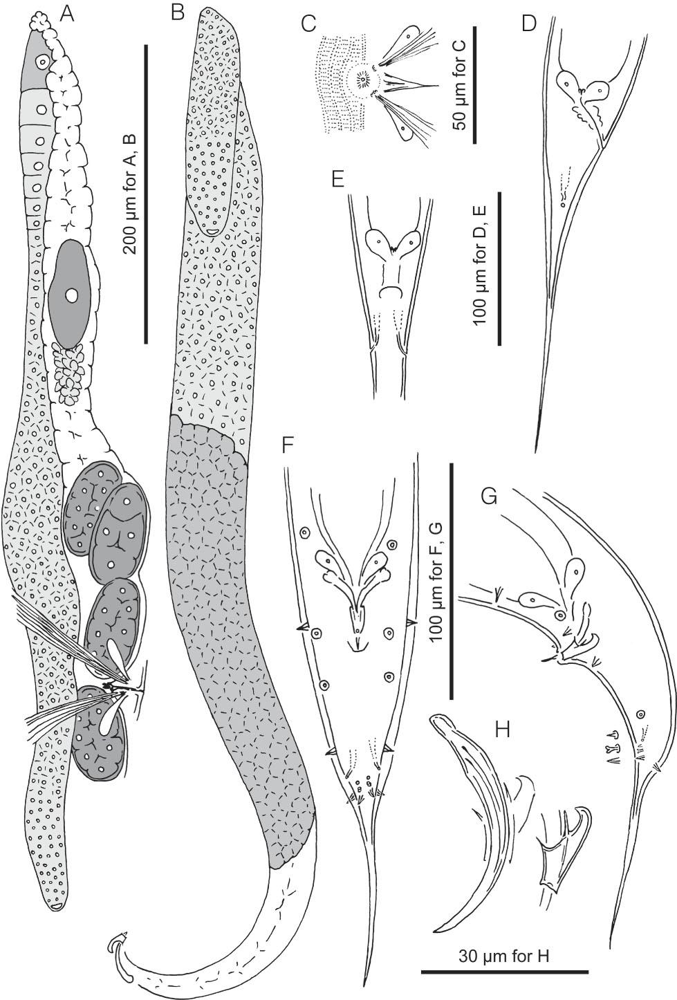 Female Pristionchus kurosawai sp. n. Drawings are of live specimens (non-types) from temporary mounts. A, Female gonadal system in right lateral view. B, Male gonadal system in left lateral view. C, Vulval region in ventral view. D, female tail region in left lateral view. E, Female tail region in ventral view. F, Male tail region in ventral view. G, Male tail region in left lateral view with schematic drawings of distal ventral triplet papillae. H, Spicule and gubernaculum in left lateral view.