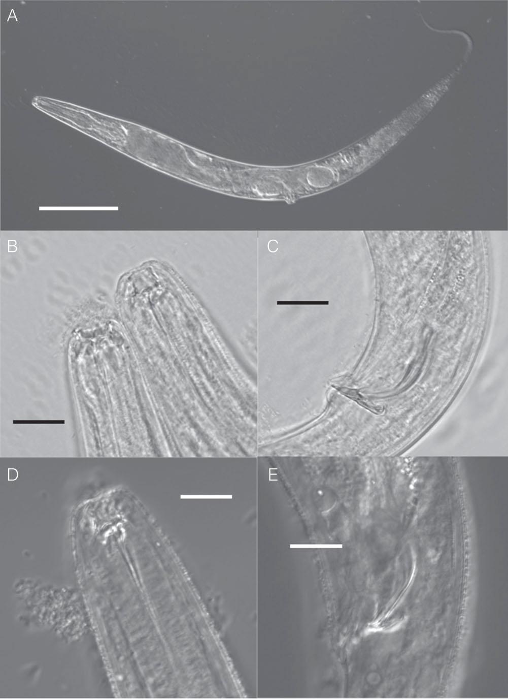 Nomarski Light Microscopy pictures of alive nematodes. A, Female Pristionchus sikae sp. n., total; B, Eurystomatous morph female, left & stenostomatous morph male, right, mouth region and C, male tail; D, Pristionchus kurosawai sp. n. mouth region, stenostomatous morph and E, male tail. Scale = 100 µm in A, 10 µm in B–E.