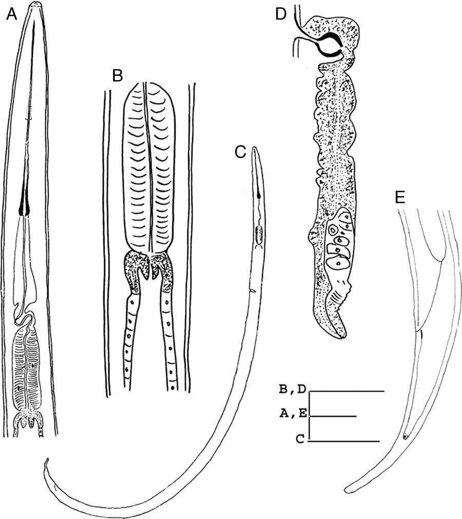 Line drawings of Xiphinema parachamberi n. sp. female. A: Esophageal region; B: Esophageal bulb; C: Entire body; D: Genital branch; E: Tail region (Scale bars: A, E = 40; B, C=20, D=100 μm).