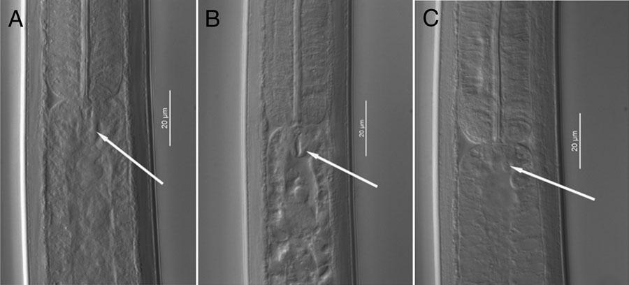 Light photomicrographs of cardia of Xiphinema parachamberi n. sp. Scale bars: A–C=20 μm).
