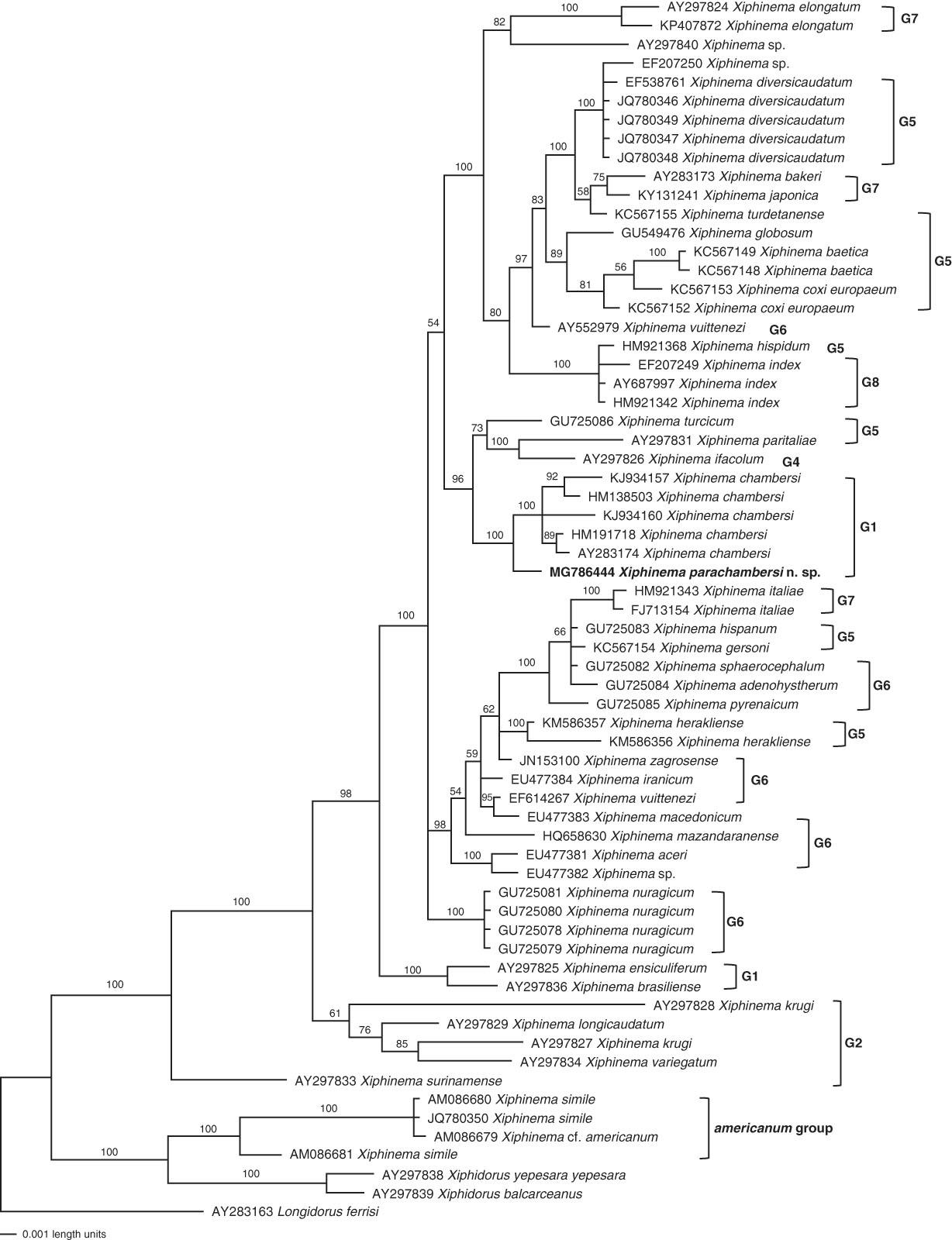 Bayesian consensus tree of Xiphinema parachamberi n. sp. inferred from 18S under GTR+I+G model (-lnL=3332.0762; AIC=6682.1523; freqA=0.1821; freqC=0.209; freqG=0.3285; freqT=0.2804; R(a)=1.4406; R(b)=5.2581; R(c)=2.6656; R(d)=0.7382; R(e)=5.2581; R(f)=1; Pinva=0.2316; Shape=0.4544). Posterior probability values exceeding 50% are given on appropriate clades.